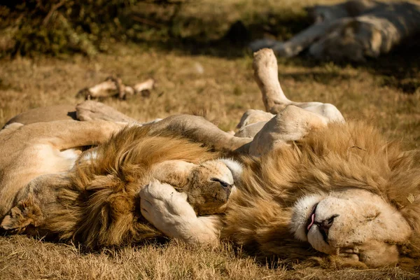 Lions Resting Together African Savannah South Africa Carnivorous Animals Stars — Stock Photo, Image