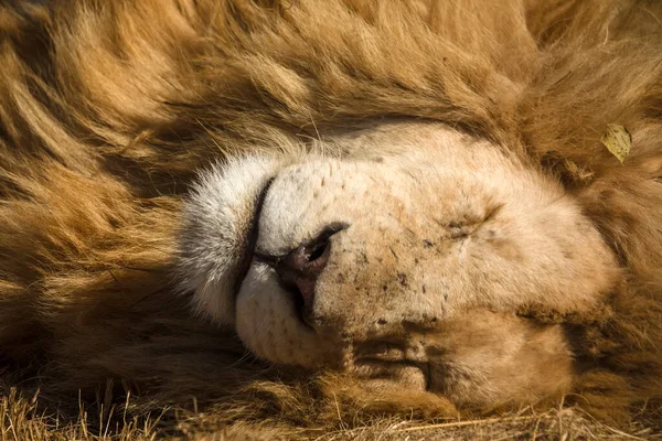 Lew Wielki Afrykański Drapieżnik Spoczywa Afrykańskiej Sawannie Rpa Jednej Wielkiej — Zdjęcie stockowe