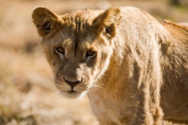 Güney Afrika 'daki Afrika savanasının çevresine duyarlı dişi aslan, Afrika' nın en büyük yırtıcısı ve safarinin yıldızıdır, aynı zamanda Afrika 'nın en büyük beş savanından biridir..
