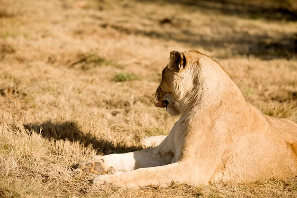 Lwica Wystająca Języka Widok Ofiary Afrykańskiej Sawannie Rpa Jednym Najniebezpieczniejszych — Zdjęcie stockowe