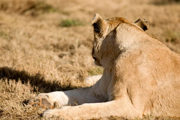 Lvice Pozorující Své Okolí Africké Savaně Jižní Africe Hledá Kořist — Stock fotografie