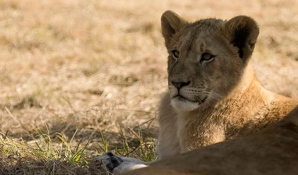 Lioness Resting African Savannah Large Predator One Five Great Predators — Stock Photo, Image