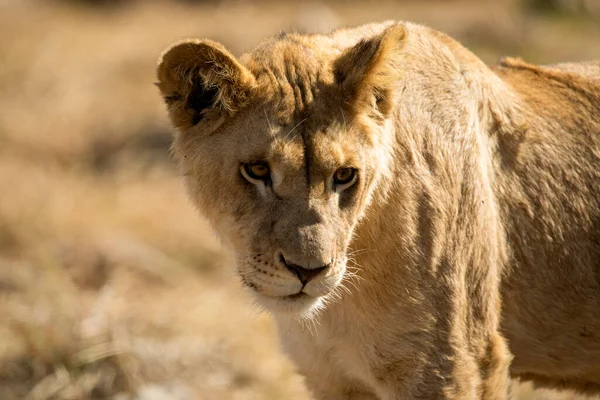 Lvice Pronásleduje Kořist Africké Savaně Jižní Africe Velký Africký Dravec — Stock fotografie