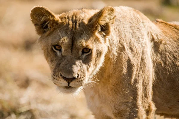 Güney Afrika 'daki Afrika savanasının çevresine duyarlı dişi aslan, Afrika' nın en büyük yırtıcısı ve safarinin yıldızıdır, aynı zamanda Afrika 'nın en büyük beş savanından biridir..