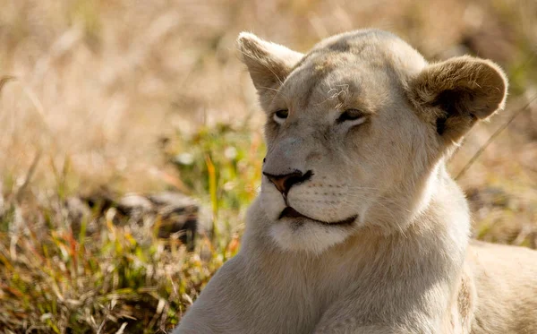 Mladý Lev Těší Africké Savany Prostředí Jižní Afriky Hvězda Safari — Stock fotografie