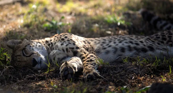 Cheetah resting in the grass of the African savannah in South Africa. It is one of the big five of Africa, the largest and most agile carnivorous animal of the savannah and star of the safaris.