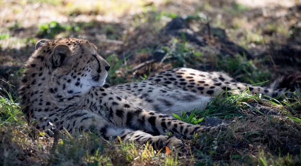 Cheetah under the shade of a tree to protect itself from the heat of the African savannah in South Africa, it is one of the stars of the safaris and one of the big five.