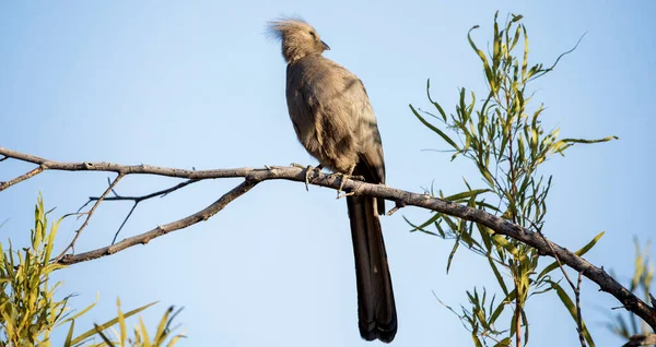 Beautiful bird Corythaixoides, also known as Grey Go-away bird is a typical bird of the African savannah of South Africa, which belongs to the family of falconiformes birds.