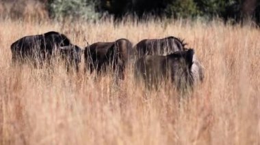 Güney Afrika 'daki Pilanesberg Ulusal Parkı' nın Afrika ovasında beslenen bir grup antilop. Toplum ve uyum içinde yaşayan otobur hayvanlar..