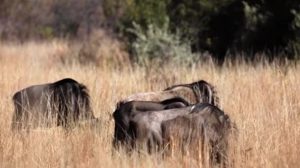 Grupp Gnuer Som Betar Och Äter Gräs Den Afrikanska Savannen — Stockvideo