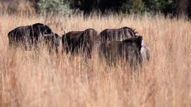 Grupo Ñus Alimentándose Sabana Africana Del Parque Nacional Pilanesberg Sudáfrica — Vídeos de Stock