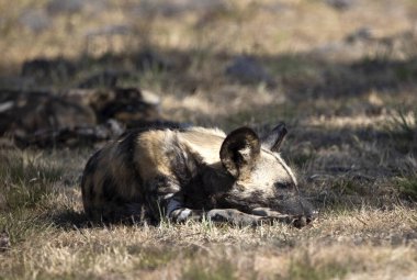 Vahşi köpek günbatımına kadar sürüyle birlikte Güney Afrika 'nın Afrika bozkırında uyuyor. Afrika vahşi hayatıyla uyum içinde yaşıyor. Etçil ve tehlikeli bir hayvan..