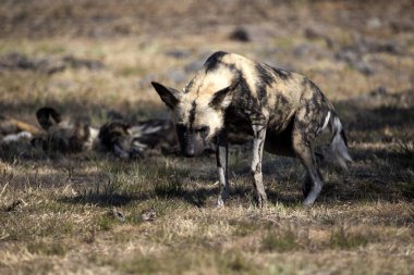 Vahşi köpek Güney Afrika 'nın Afrika savanasında dinlenmek için sürüdeki yerini arıyor. Bu hayvan Afrika' nın vahşi yaşamında yaşıyor ve etobur ve tehlikeli bir hayvan..