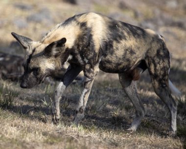 Vahşi köpek, Güney Afrika 'nın Afrika bozkırlarında sürüyle dinlenmek için bir yer arıyor. Burası safarideki en tehlikeli hayvanlardan biri..