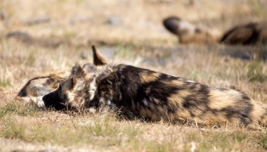 Vahşi köpek, Güney Afrika 'nın Afrika bozkırlarında sürüyle dinleniyor. Bu köpek, Afrika savanasının en saldırgan ve etobur hayvanlarından biri..