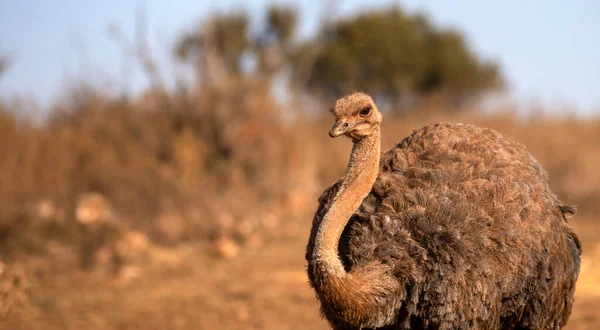 Gyönyörű Kép Egy Struccról Dél Afrika Afrikai Szavannájában Egy Gyönyörű — Stock Fotó