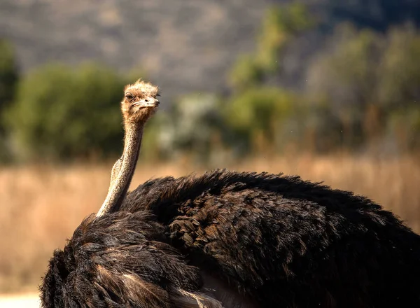 Ostrich Figyelmes Környezetre Afrikai Szavanna Dél Afrikában Nagyon Figyelmes Afrikai — Stock Fotó