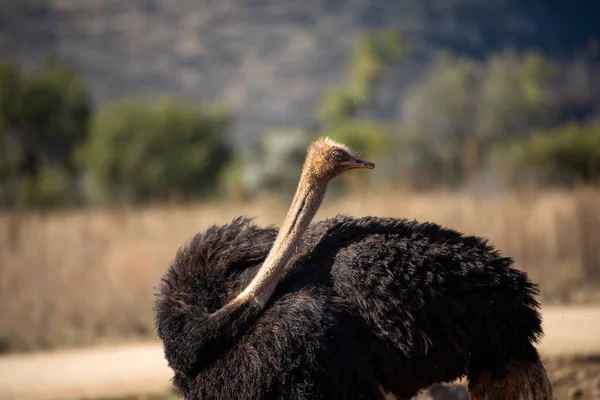 Hermoso Avestruz Sabana Africana Sudáfrica Con Hermoso Plumaje Cuello Muy — Foto de Stock
