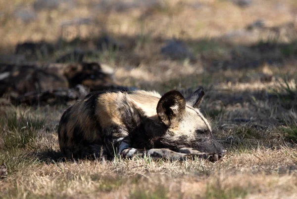 Wild dog sleeping with the herd until sunset in the African savannah of South Africa, where it lives in harmony with the African wildlife, being a carnivorous and dangerous animal.