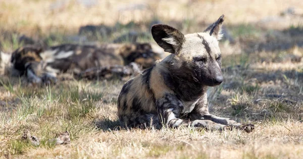 Wildhund Entspannt Sich Mit Seinem Rudel Der Afrikanischen Savanne Südafrikas — Stockfoto