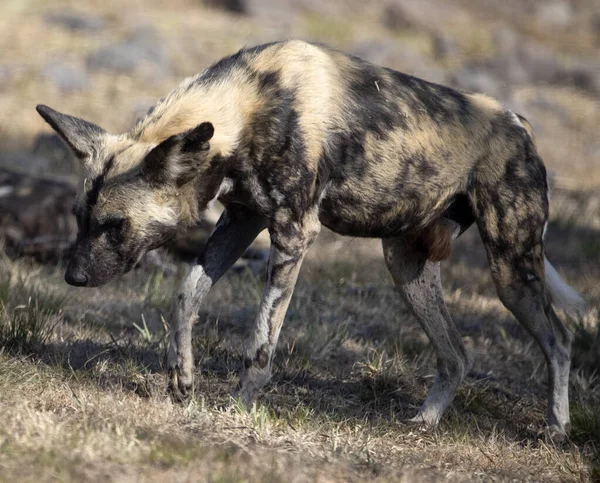 Vahşi köpek, Güney Afrika 'nın Afrika bozkırlarında sürüyle dinlenmek için bir yer arıyor. Burası safarideki en tehlikeli hayvanlardan biri..