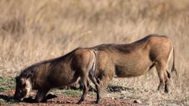 Aslan Kral filminden Pumbaa olarak bilinen bir çift yaban domuzu Güney Afrika 'daki Pilanesberg Ulusal Parkı' nda özgürce dolaşıyor. Safariye çıkmak ve Afrika savanasının tadını çıkarmak için ideal bir yer..