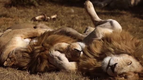 Леви Відпочивають Разом Африканській Савані Південної Африки Ясоїдні Тварини Зірками — стокове відео
