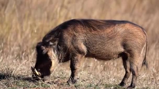 Warthog Comiendo Las Praderas Sabana Africana Del Parque Nacional Pilanesberg — Vídeo de stock