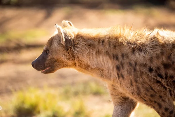 Krásná Africká Scéna Hyeny Procházky Africké Savany Jižní Afriky Hledá — Stock fotografie