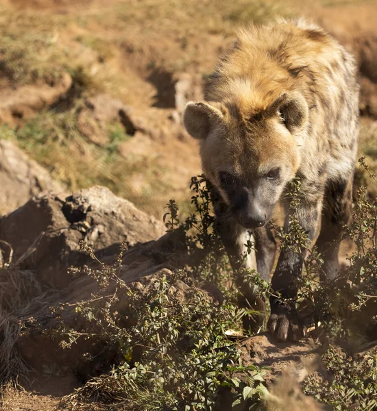 Hyena following the trail of a prey in the African savannah of South Africa, is a carnivorous and very cunning animal that is very difficult to see on safari.