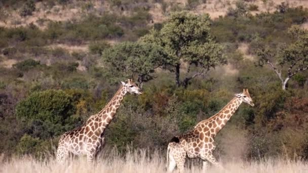 Giraffa Mangiare Rami Albero Essendo Animale Erbivoro Passeggiando Attraverso Savana — Video Stock