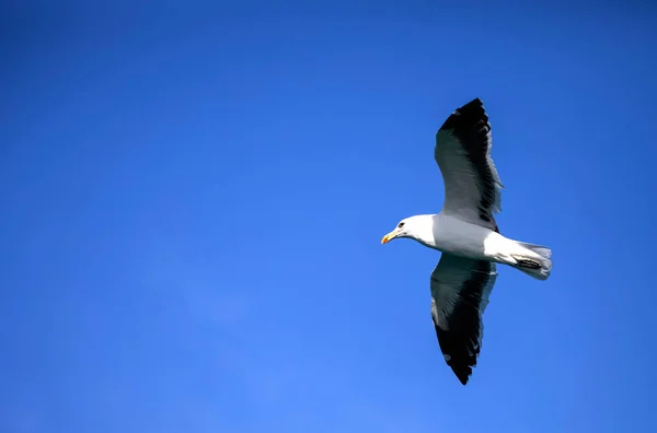 Mouette Volant Glissant Dessus Océan Atlantique Recherche Nourriture Près Littoral — Photo