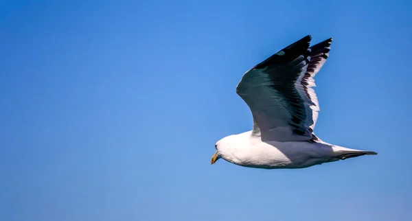 Hermosa Gaviota Volando Océano Atlántico Cerca Costa Costa Fynbos Sudáfrica — Foto de Stock