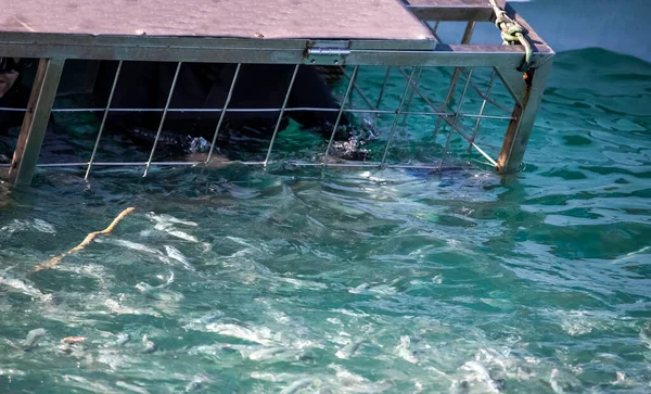Person holding on to a shark cage in the famous shark alley in Gansbaai in the country of South Africa, this place is famous for the large number of white sharks that inhabit its waters.