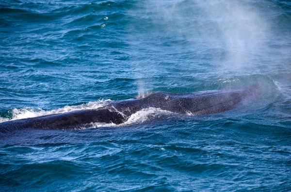 Południowy Oddech Wieloryba Wynurzeniu Się Oceanu Atlantyckiego Pobliżu Wybrzeża Fynbos — Zdjęcie stockowe