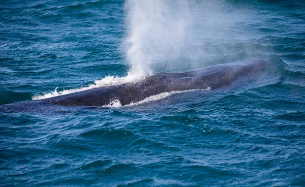 Southern whale breathing after emerging from the deep waters of the Atlantic Ocean near the coastline of the fynbos coast, near the South African town of Gansbaai famous for marine animal sightings.