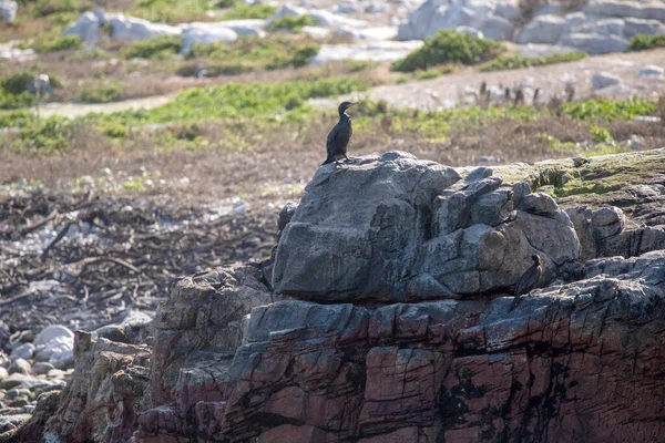 Dyer Island in the famous shark alley of Gansbaai in South Africa is an ideal place to observe marine animals, especially penguins, seals and white sharks.