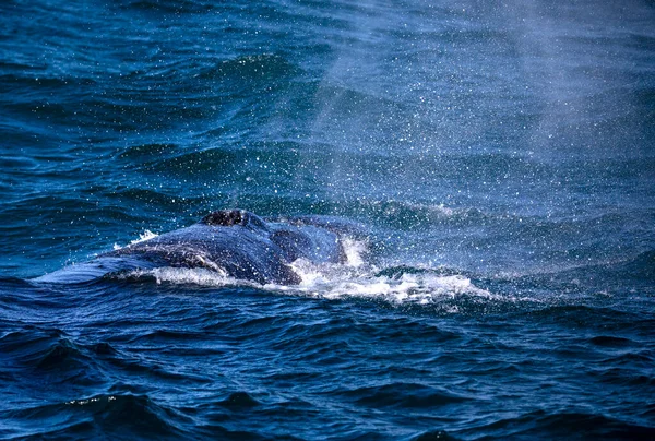 Południowy Wieloryb Prostu Oddycha Wynurzeniu Się Głębin Oceanu Atlantyckiego Pobliżu — Zdjęcie stockowe