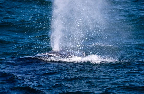 Respiração Baleias Sul Depois Emergir Das Profundezas Oceano Atlântico Perto — Fotografia de Stock