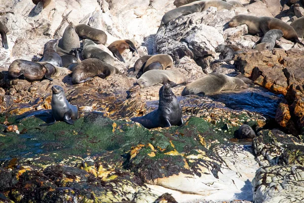 Seals Sunbathing Geyser Island Gansbaai South Africa Coastline Fynbos Coast — Fotografia de Stock