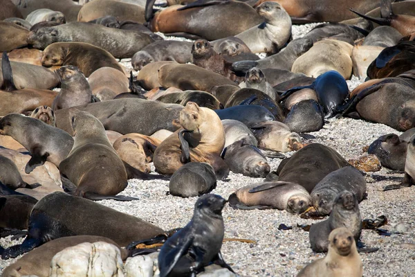 Beautiful Sea Lion Colony Geyser Island Few Meters Coast Fynbos — Fotografia de Stock