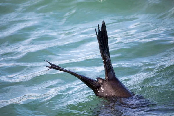 Sello Sumergiéndose Las Profundidades Peludos Las Aguas Shark Alley Sudáfrica — Foto de Stock