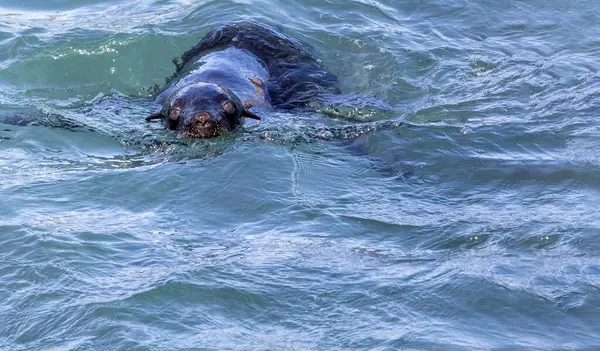 Seal Enjoying Swimming Dangerous Shark Alley Located Geyser Dyer Islands — Fotografia de Stock