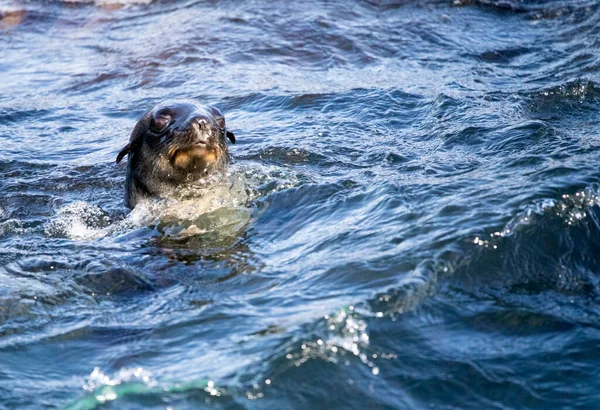 Seal Poking Its Head Water Atlantic Ocean Geyser Dyer Island — Fotografia de Stock