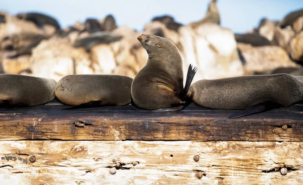 Seals Enjoying Bright Sunshine Geyser Island Few Meters Coastline Fynbos — Fotografia de Stock