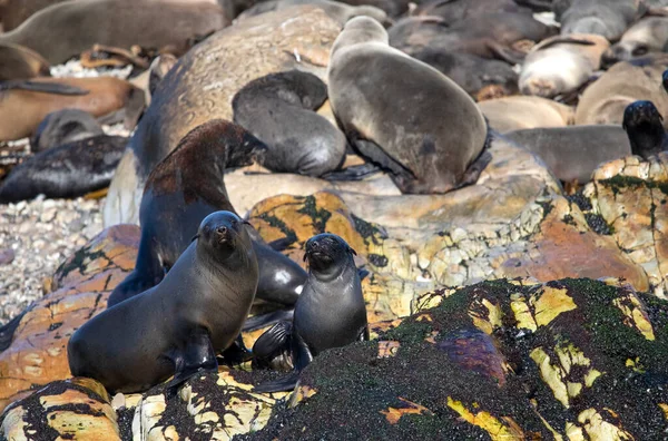 Seal Colony Geyser Island Atlantic Ocean Few Meters Coast Fynbos — Fotografia de Stock