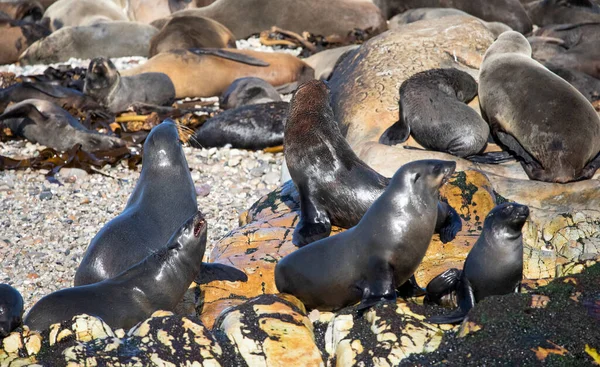 Seal Colony Geyser Island Atlantic Ocean Few Meters Coast Fynbos — Fotografia de Stock