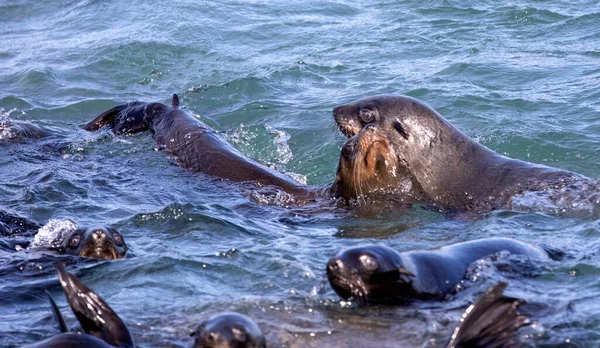 Seals Enjoying Depths Ocean Shark Alley Just Meters Coastline Fynbos — Fotografia de Stock