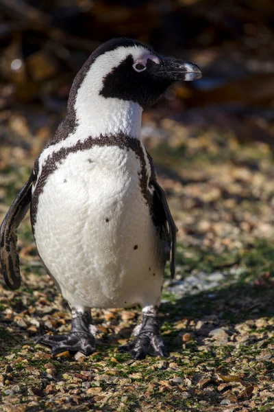 Красивый Пингвин Позирует Фотографии Заповеднике Stony Point Южной Африке Нескольких — стоковое фото