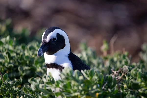 Hermoso Pingüino Reserva Natural Stony Point Sudáfrica Pocos Kilómetros Ciudad — Foto de Stock